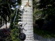 Ağaç Robotuda yapıldı