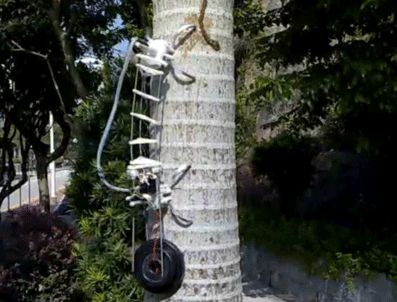 Ağaç Robotuda yapıldı