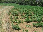 Bingöl‘de Uyuşturucu Operasyonu