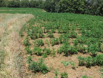 Bingöl‘de Uyuşturucu Operasyonu