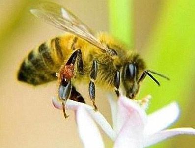 Meclisi arılar bastı