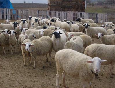 PEKMEZLI - Sınırda Kaçak Koyun Avı