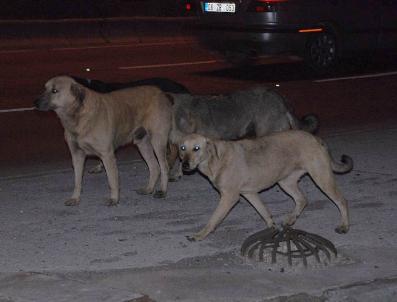 Sokaklarda Başıboş Köpekler Bıktırdı