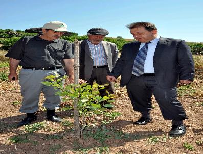 Yabani Menengiç Ve Badem Ağaçları Aşılandı - Sivas iline bağlı Suşehri  ilçesi