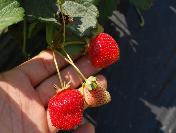 Çilek Tarla Günü Yapılacak