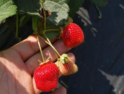 Çilek Tarla Günü Yapılacak