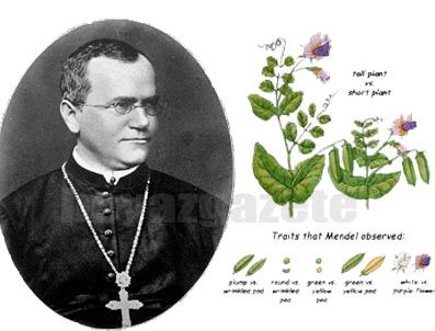 DARWIN - Google'den Gregor Mendel süprizi