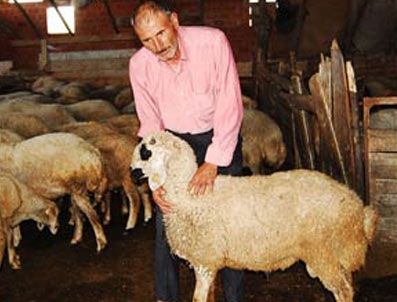 Çalınan koyunlarının kendisine ait olduğunu DNA testiyle kanıtladı