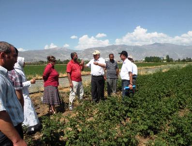 Erzincan’Da Patates Tarımı Yaygınlaşıyor