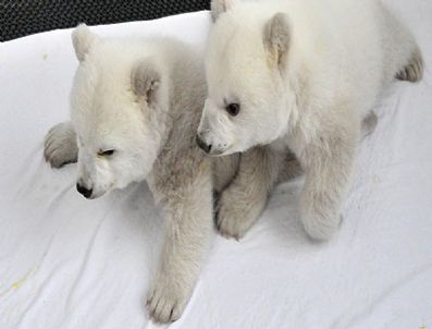 DALIAN - Çin'de Doğan İkiz Kutup Ayıları Büyüyor