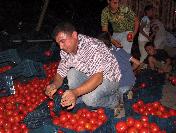 Kontrolden Çıkan Tır‘daki 25 Ton Domates Yola Saçıldı