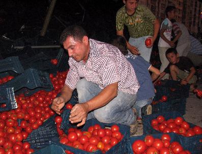 Kontrolden Çıkan Tır‘daki 25 Ton Domates Yola Saçıldı