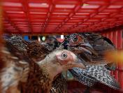 Kene Savar Sülünler Doğaya Salındı