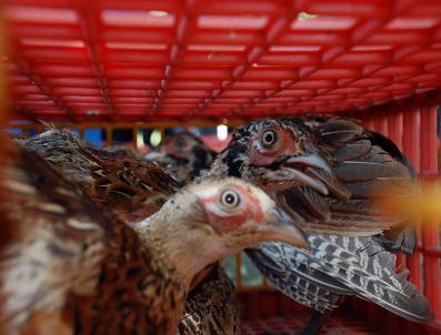 Kene Savar Sülünler Doğaya Salındı