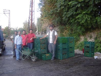 Iskarta Kayısılar Meyve Suyu Fabrikalarına