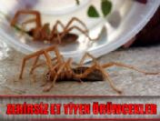 Et Yiyen Örümcek Paniği Kırşehir'e De Sıçradı