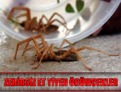 KENDIRLI - Et Yiyen Örümcek Paniği Kırşehir'e De Sıçradı