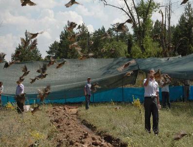Kütahya‘da 12 Yıl İçinde Doğaya 4 Bin 50 Keklik Salındı
