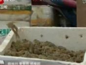 Trafik denetimine 30 bin kurbağa takıldı
