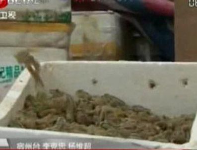 Trafik denetimine 30 bin kurbağa takıldı