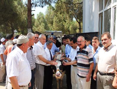 MUSA USLAN - Sarıgöl‘de Köylüye 188 Gebe İnek Dağıtıldı