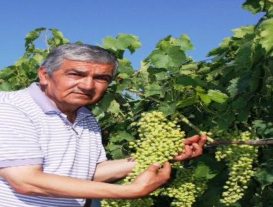 Bağlarda Salkım Güvesine Karşı Japon Tuzağı