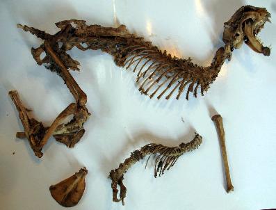 CIHAN YıLMAZ - Dinazor Sandılar, Kedi Çıktı