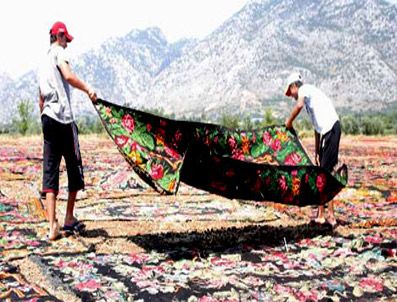 KARAVELILER - Güneş altında bekleterek eskitilecek halılar tarlalara serildi