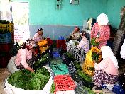 Taze Bağ Yaprağı Gelir Kapısı Oldu