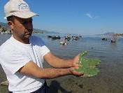 Bafa Gölü‘nde Ekolojik Soruna Çözüm Arayışları