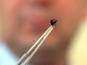 Sivas'ta kene'den ölüm