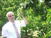 Yeni Kiraz Çeşidi Üretildi, Çiftçi Daha Çok Kazanacak