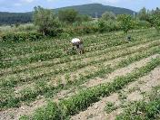 Eceabat’Ta Organik Tarım Projesine Başlandı