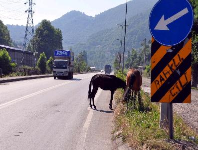Karayolunu Atlar Bastı