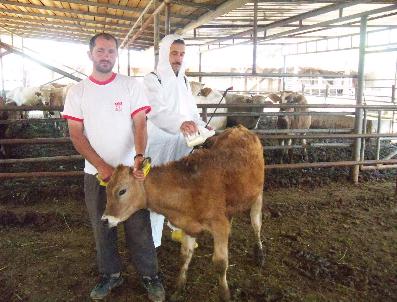 SIVAS CUMHURIYET ÜNIVERSITESI - Tokat‘ta Keneye Karşı Mücadele