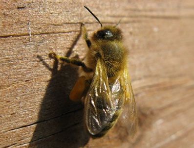 Arılar 6 kişiyi hastanelik etti