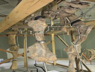 Fillerin Atası Ayağa Kalkıyor