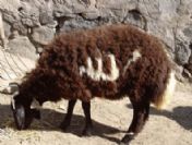 Kuzu'daki Allah ve Muhammed yazısı şaşırttı