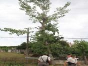 Ağaca Çıkan 75`lik Dedenin Feci Sonu