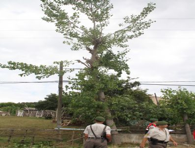 Ağaca Çıkan 75`lik Dedenin Feci Sonu
