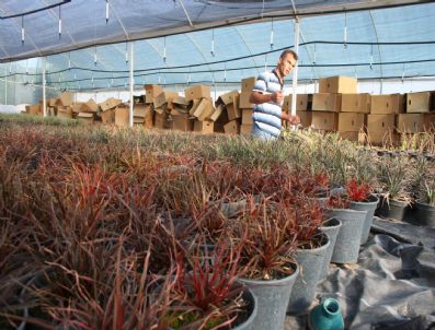 Avrupa`nın Süs Bitkileri Konya`dan