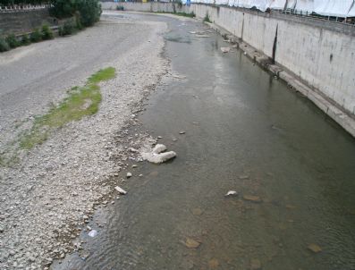 Devrek Çayında Balıklar Can Çekişiyor