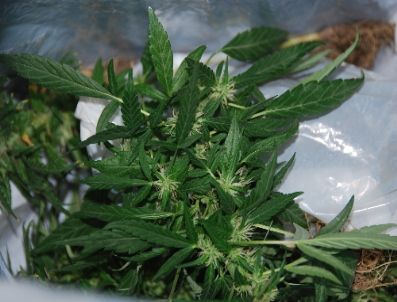 İstanbul`a Getirilen Esrar Piyasaya Sürülmeden Ele Geçirildi