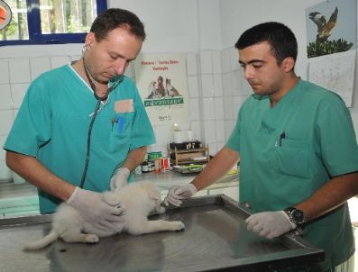 İzmir`de 7 Ayda 2 Bin 400 Sokak Hayvanı Muayene Edildi