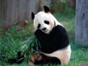 Kaihin Japonlar'ın gözdesi oldu