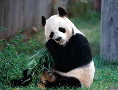 Kaihin Japonlar'ın gözdesi oldu