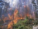 Sakarya`da Orman Yangını