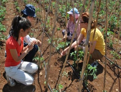 DEMIRCILI - Silifke’de Domates ve Fasulye Üretimi Arttı