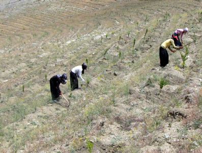 Van`da `yeşil Kuşak` Projesi