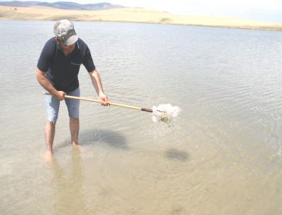 Yozgat`ta 7 Gölete 75 Bin Yavru Sazan Bırakıldı